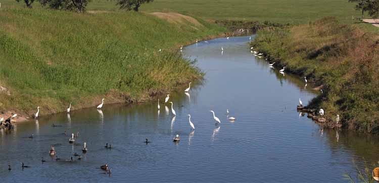 shorebirds